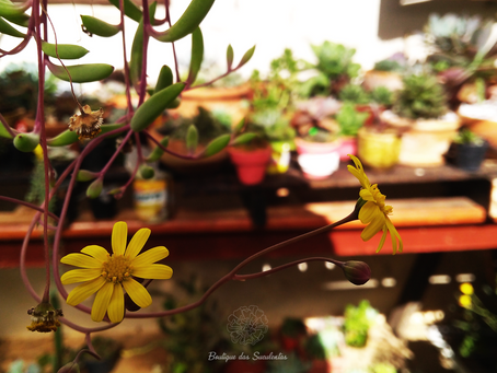 Dicas de decoração: plantas pendentes