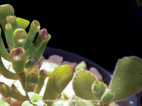 Crassula Ovata (Mill.) Druce ‘Gollum’