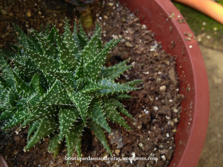 Aloe Hybrida hort. ‘Pepe’