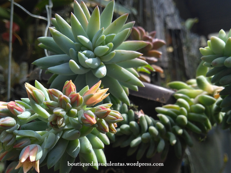 Sedeveria ‘Harry Butterfield’