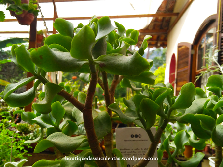 Crassula Arborensces subsp. Undulatifolia Tolken