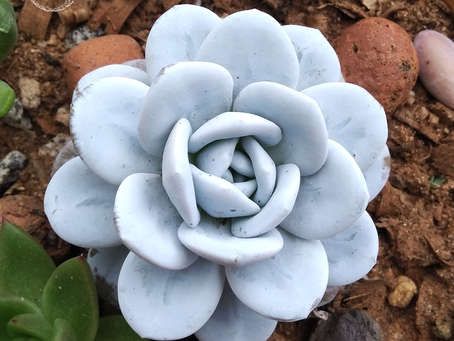 Echeveria Laui