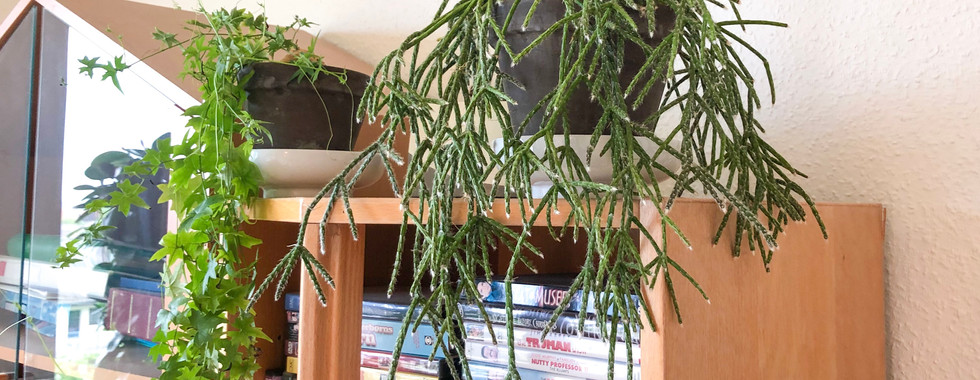 17. Rhipsalis Pilocarpa