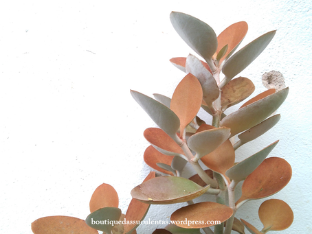 Kalanchoe Orgyalis Baker