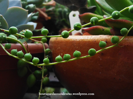 Senecio Rowleyanus H. Jacobsen