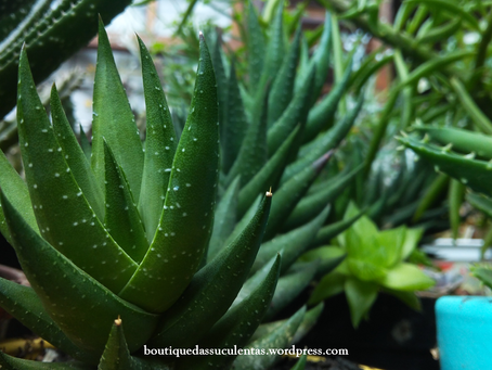 Haworthia Coarctata fo. Greenii (Baker)