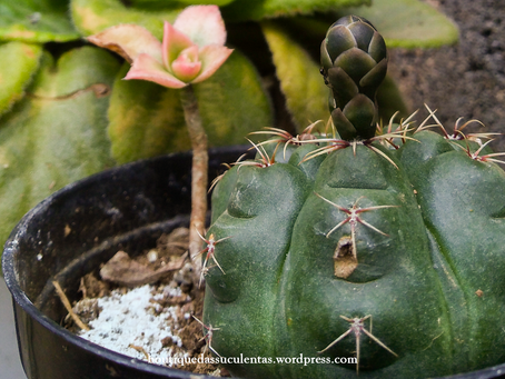 Gymnocalycium Baldianum