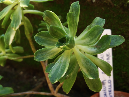 Aeonium castello-paivae cv. Variegata