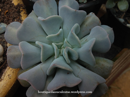 Echeveria x Hybrida hort. ‘Cubic Frost’