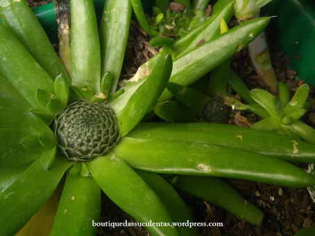 Orostachys Japonica (Maximowicz) A.Berger