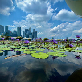 sustainability REALMs: green architecture tour