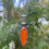 Thumbnail: Orange Chalcedony Pumpkin Sterling Silver & Brass Necklace Pendant