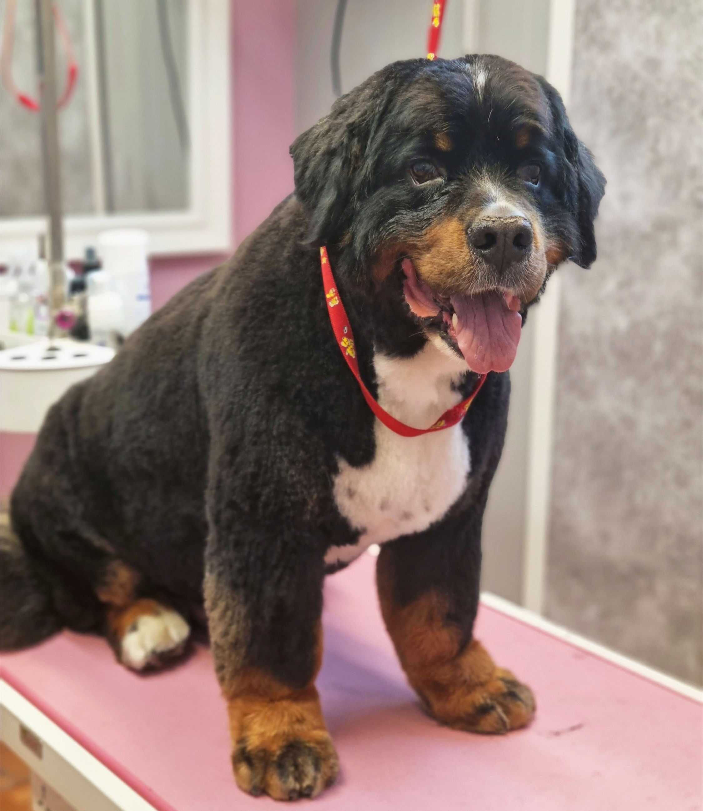 Gigant hund etter Golden Glamour spa- og pelspleie hos hundefrisør i Moss