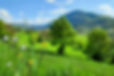 Balade cueillette en Savoie 2(1).jpg