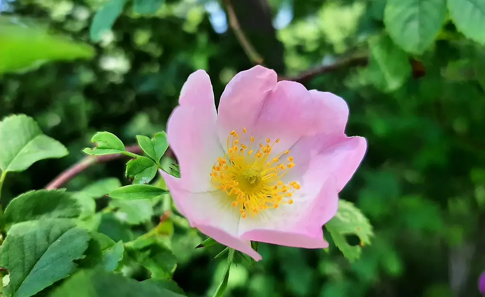 Fleur sauvage d'églantier lors d'une balade cueillette au printemps dans les Bauges en Savoie