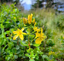 Reconnaissance botanique et sensorielle des plantes sauvages comestibles en Savoie
