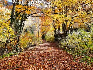 Balade plantes sauvages d'automne Savoie