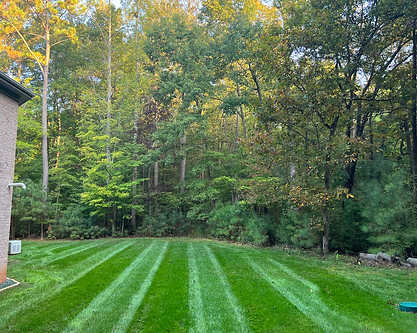 Very green grass. Well taken care of lawn with Overseeding in Mebane, NC.
