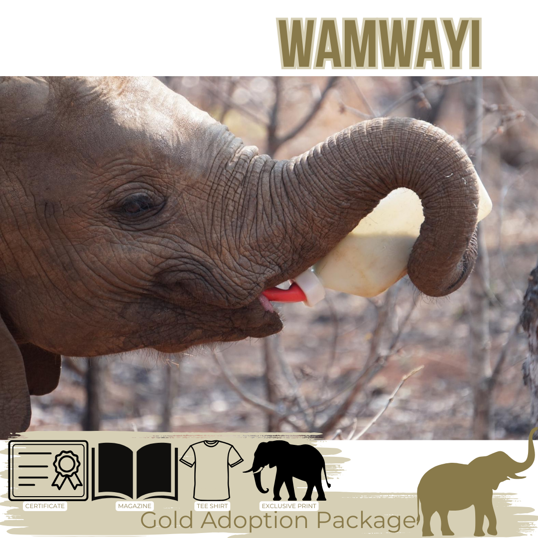 Wamwayi Gold Adoption Package