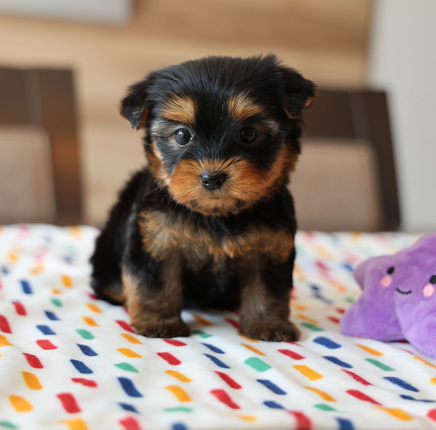 Photo chiot