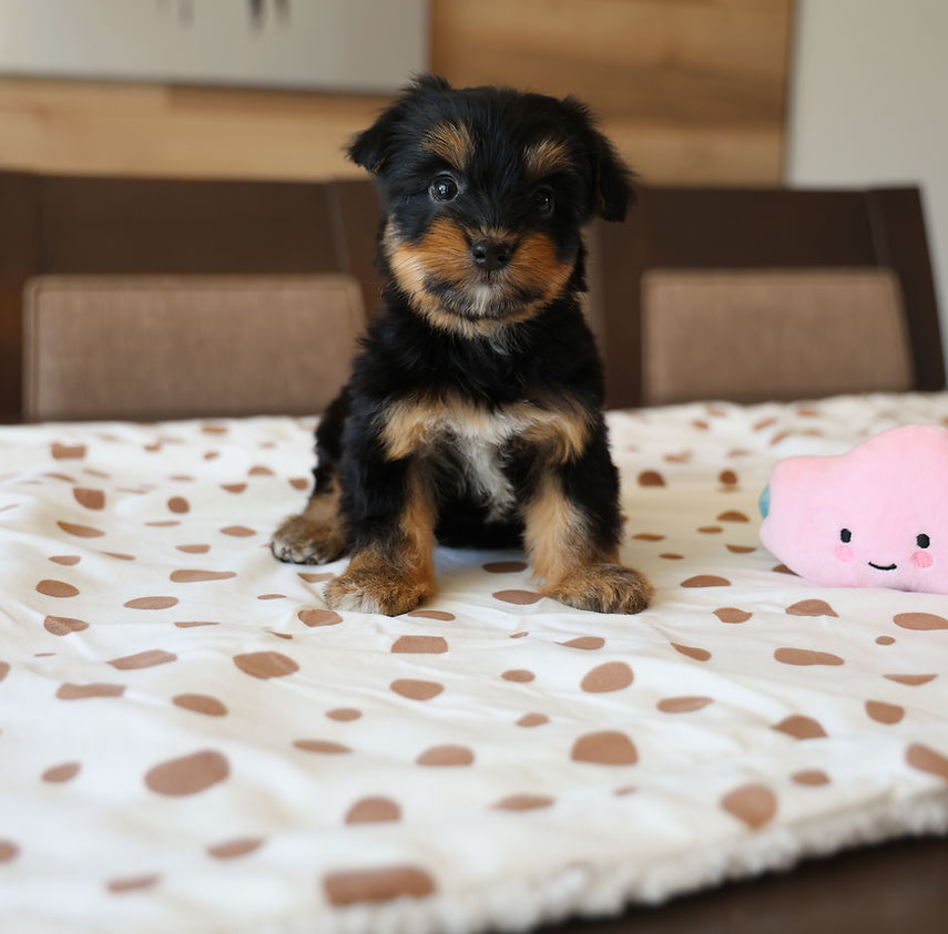Photo chiot