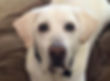 Toby