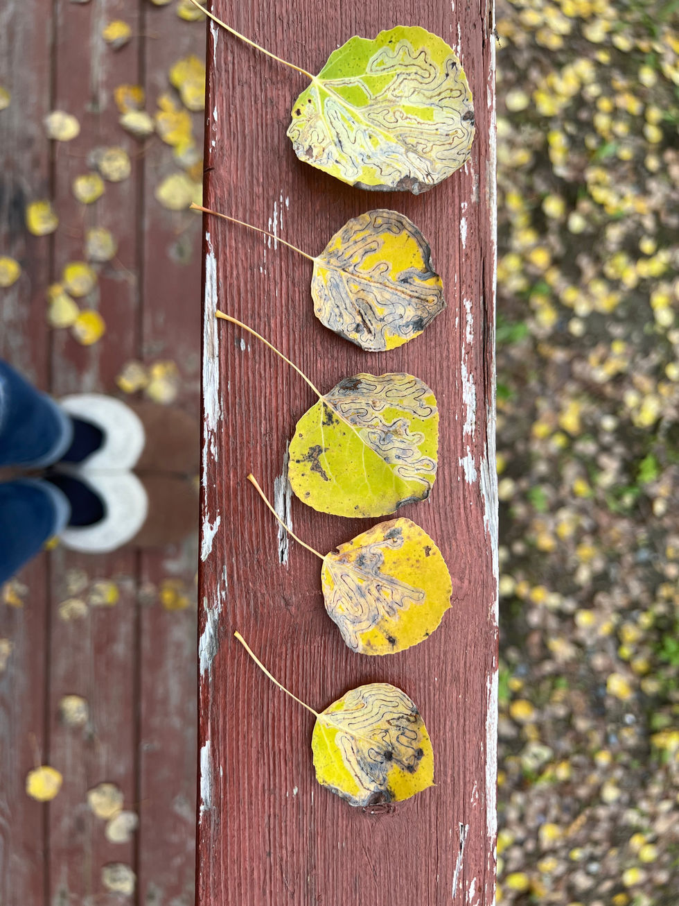 Aspen Leaves.jpeg