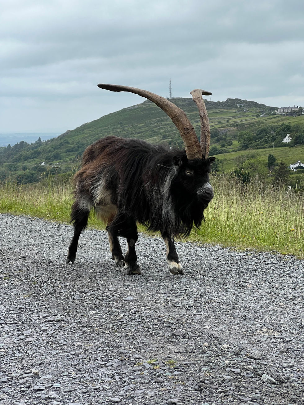 Welsh Mountain Goat.jpeg