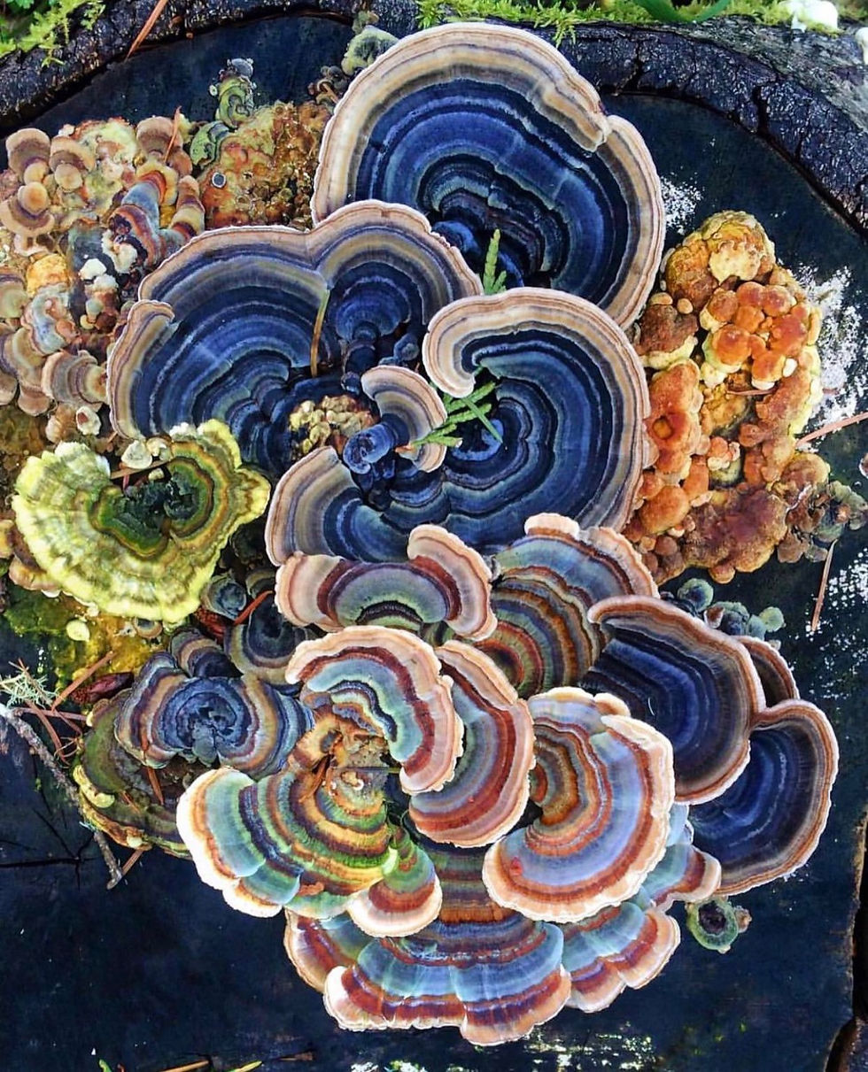 Colourful Turkey Tail Mushroom