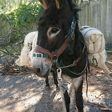 Brisbane Mini Farm Enquire Donkey