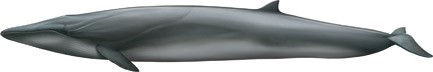FIN WHALE.jpg