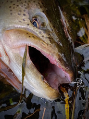 北海道の釣りガイドkamuy イトウ