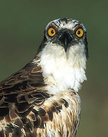 Osprey.jpg