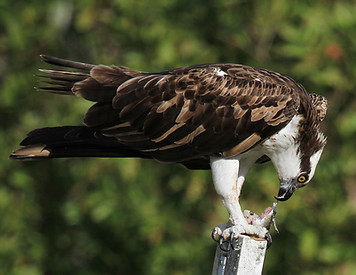 fantastic elc osprey 2-12-13 fl_0374.jpg
