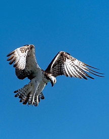 osprey.jpg