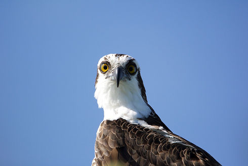 Osprey (1).jpeg