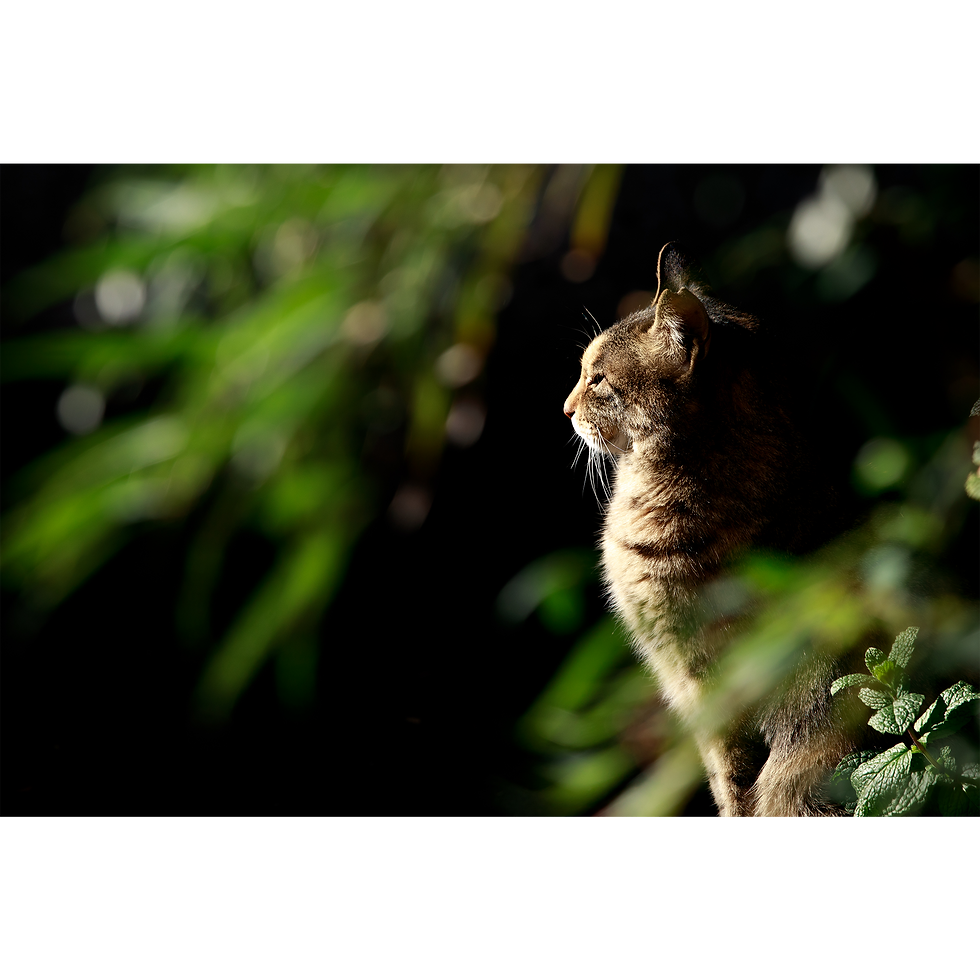 サムネイル： 1st写真集「そとねこたちのポートレート」【サイン入り】