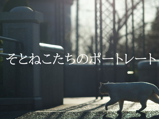 note有料マガジン「そとねこたちのポートレート」