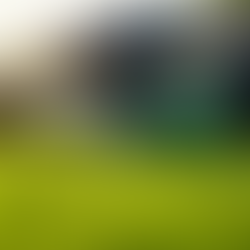 The Importance of Professional Lawn Mowing Services