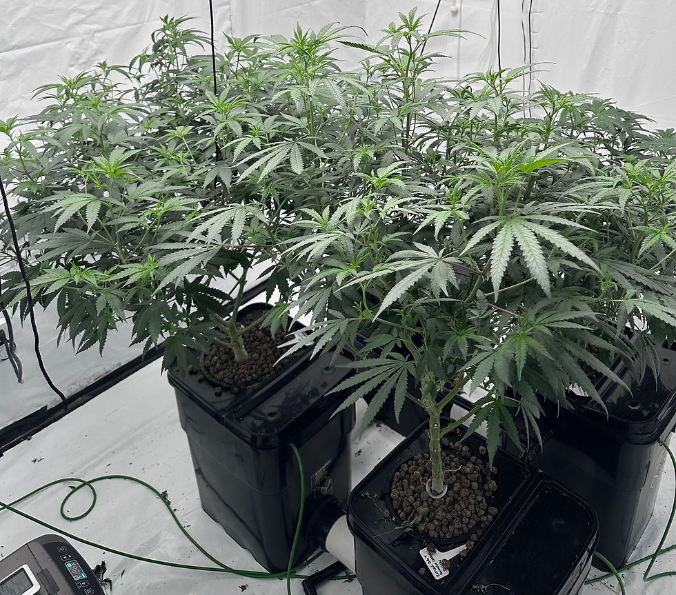 Hydroponic cannabis plants growing in black buckets inside a tent