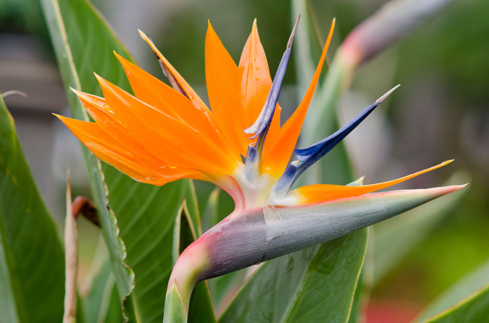 Orange Bird of Paradise Plant