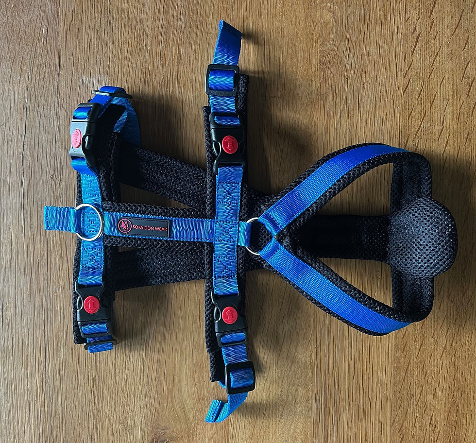 Miniature : Harnais doubles de sécurité Lévriers - SOFA Dog Wear - (PLI -> Whippet)