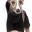 Miniature : Imperméable léger Lévrier M.EXTRARAIN 04 de SOFA Dog Wear (Diverses tailles)