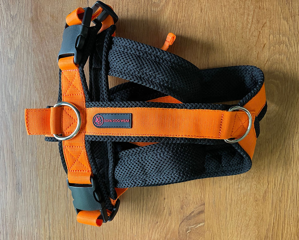 Miniature : Harnais lévriers Sports Y - SOFA Dog Wear - (Whippet -> Greyhound)