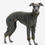 Miniature : Body DG URBAN WARMKEEPER de DG DogGear (Taille PLI/ Whippet/ Galgo)