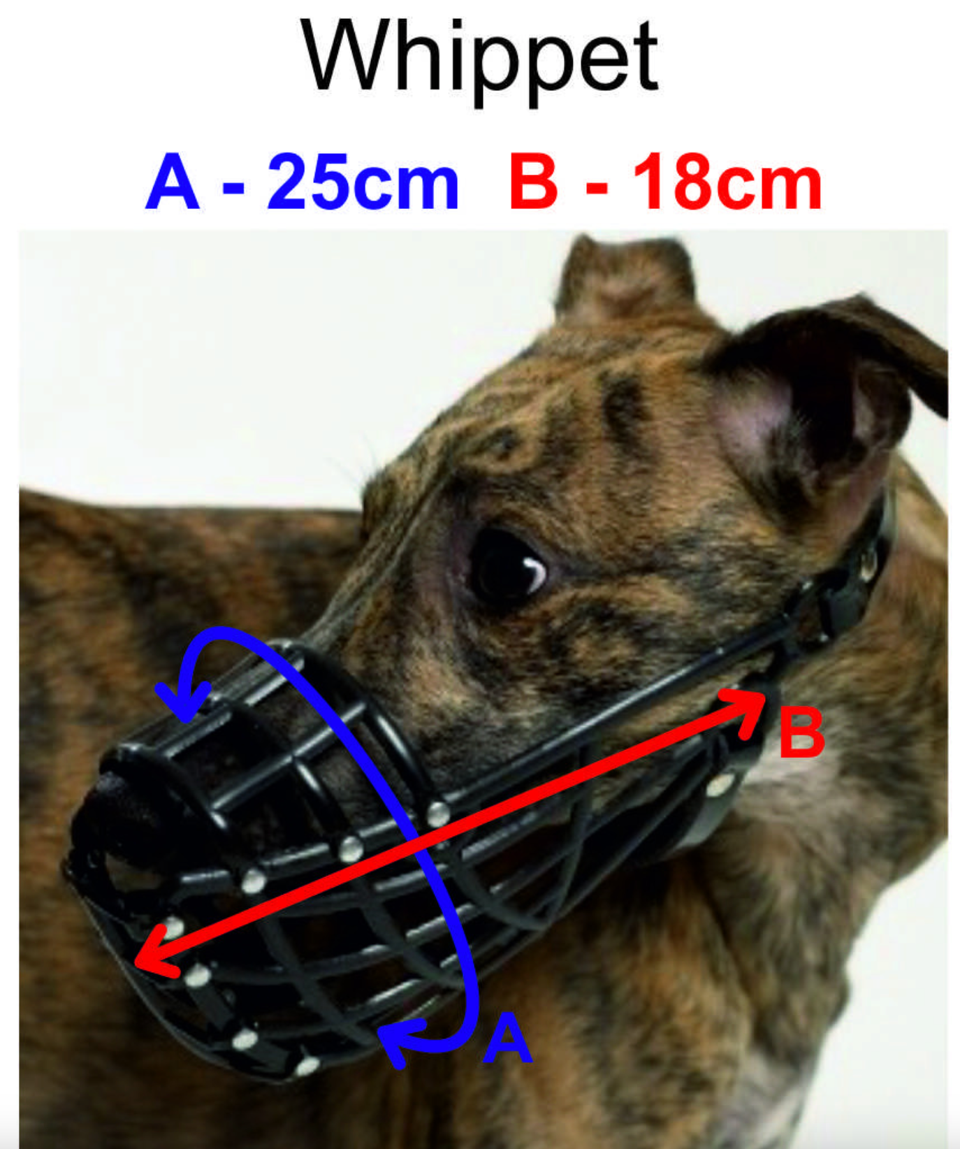 Muselière pour lévrier Whippet - DG DogGear -