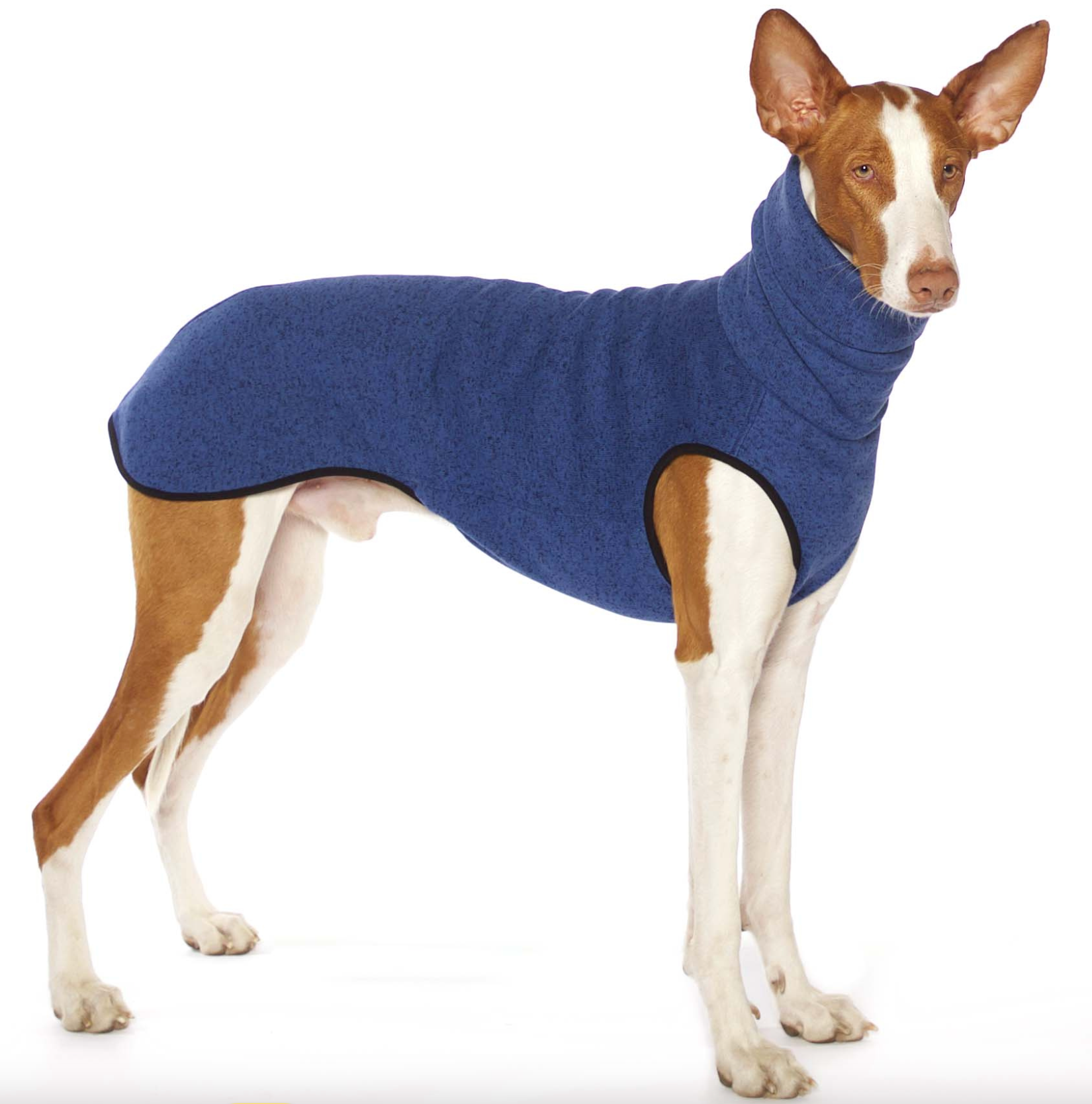 Pullover HACHICO K.JUMPER de SOFA Dog Wear pour Lévriers (Diverses Tailles)