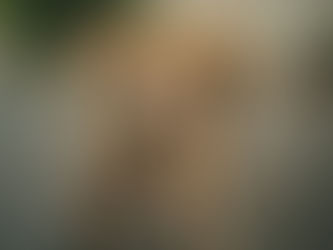 একটি পথ কুকুরের চোখে