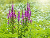 loosestrife.jpg