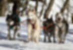 musher/sled dogs